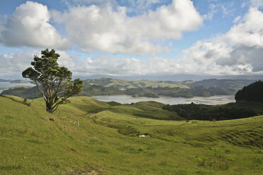 New Zealand, Hilly landscape, grassland, Bay in background - AC00014