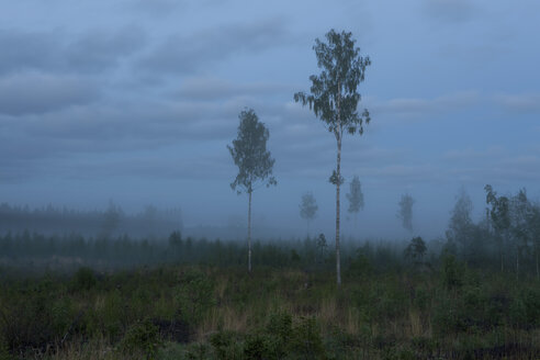 Finnland, Birken, Szenerie mit Nebel - AC00005