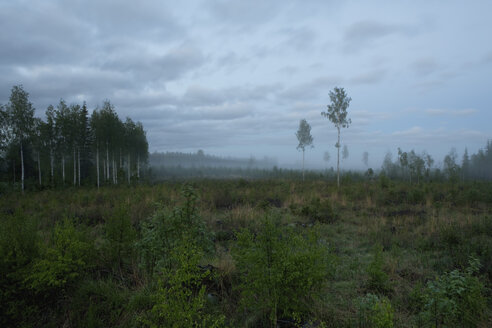 Finnland, Birken, Szenerie mit Nebel - AC00004