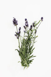 Lavendel (Lavandula angustifolia), Ansicht von oben - 11649CS-U