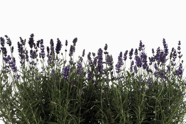 Blühender Lavendel (Lavandula angustifolia), Nahaufnahme - 11646CS-U