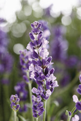 Blühender Lavendel (Lavandula angustifolia), Nahaufnahme - 11645CS-U