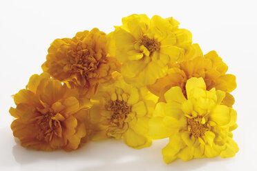 Gelbe Tagetes-Blüten - 11642CS-U