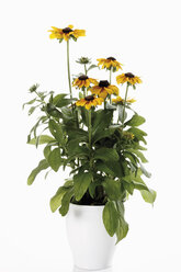 Blumen der Schwarzäugigen Susanna (Rudbeckia hirta) im Blumentopf - 11632CS-U