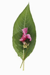 Blüte des Drüsigen Springkrauts (Impatiens glandulifera), Ansicht von oben - 11628CS-U