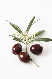 Olivenblüten (Olea europaea) und Oliven, Ansicht von oben - 11625CS-U
