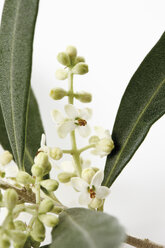 Olivenblüten (Olea europaea), Nahaufnahme - 11624CS-U