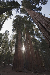 USA, Kalifornien, Riesenmammutbäume (Sequoiadendron giganteum) Tiefblick - FOF01554