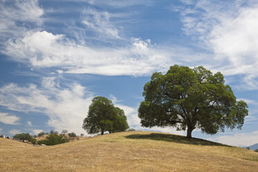 USA, Kalifornien, Breitblättrige Bäume in hügeliger Landschaft - FOF01551