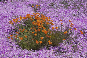 USA, Kalifornien, Kalifornische Mohnblumen (Escholzia California) - FOF01547