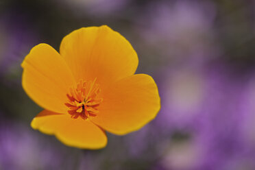 USA, Kalifornien, Kalifornischer Mohn (Escholzia California), Nahaufnahme - FOF01544