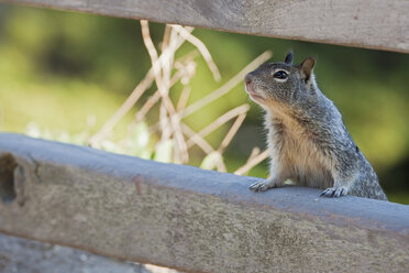 USA, Kalifornien, Beecheys Ground Squirrel (Spermophilus beecheyi), Nahaufnahme - FOF01528