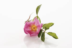 Blüte der Heckenrose (Rosa corymbifera) - 11699CS-U