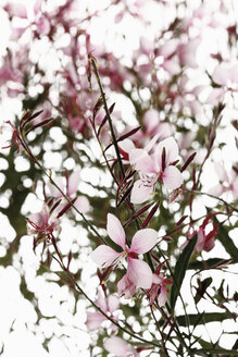 Gaura-Blüten (Gaura), Nahaufnahme - 11697CS-U