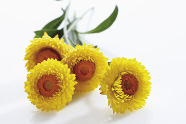 Strohblumenstrauß (Helichrysum), Nahaufnahme - 11665CS-U