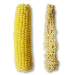 Corn cobs - THF01075