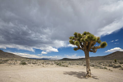 USA, Kalifornien, Death Valley National Park, Joshua Tree (Yucca brevifolia) in der Landschaft, lizenzfreies Stockfoto