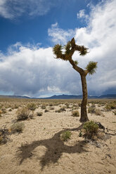 USA, Kalifornien, Death Valley National Park, Joshua Tree (Yucca brevifolia) in der Landschaft - FOF01563
