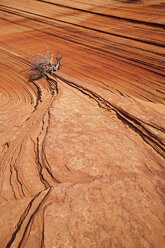 USA, Utah, South Coyote Buttes, Toter Ast in Landschaft - FOF01633