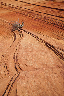 USA, Utah, South Coyote Buttes, Toter Ast in Landschaft - FOF01633