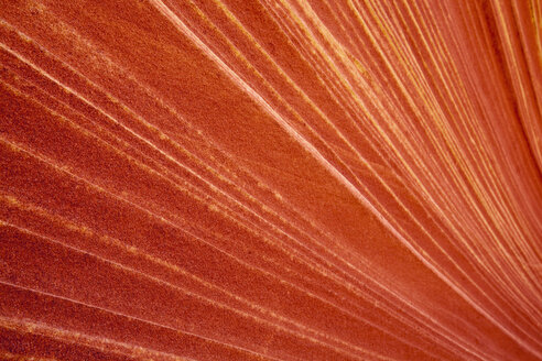 USA, Utah, North Coyote Buttes, Striped red rock, close-up, full frame - FOF01627