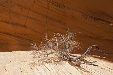 USA, Utah, Coyote Buttes, Abgestorbener Ast auf Fels, Nahaufnahme - FOF01622