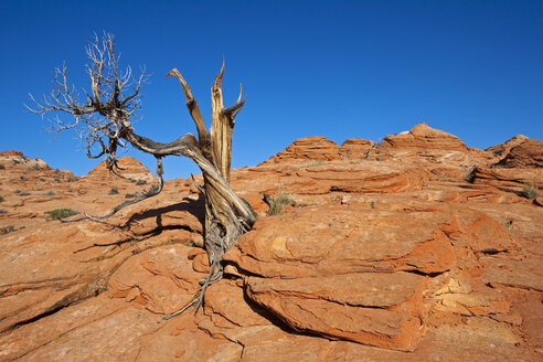 USA, Utah, North Coyote Buttes, Toter Baum gegen blauen Himmel - FOF01620