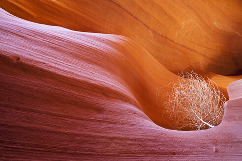 USA, Arizona, Lower Antelope Canyon, Tumbleweed (Salsola tragus) - FOF01605