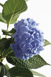 Blau gefärbte Hortensie, Nahaufnahme - 11775CS-U
