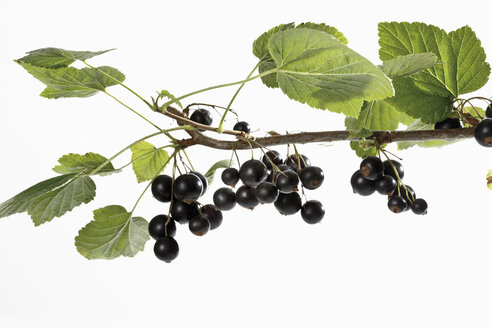 Black currants (Ribes nigrum) on branch - 11759CS-U