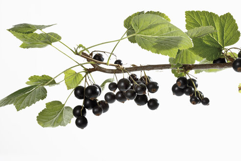 Schwarze Johannisbeeren (Ribes nigrum) am Zweig - 11759CS-U