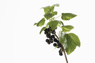 Schwarze Johannisbeeren (Ribes nigrum) am Zweig - 11758CS-U