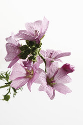 Gewöhnliche Malve (Malva sylvestris), Nahaufnahme - 11750CS-U