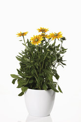 Glänzende Kegelblumen (Rudbeckia nitida) im Blumentopf - 11874CS-U