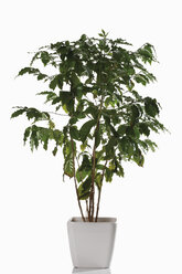 Kaffeepflanze (Coffea arabica) im Blumentopf - 11866CS-U