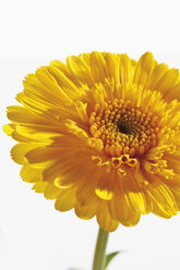 Gelbe Ringelblume (Calendula officinalis), Nahaufnahme - 11846CS-U