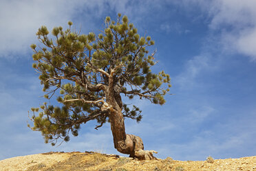 USA, Utah, Bryce Canyon National Park, Flexilis-Kiefer (Pinus flexilis) - FOF01656