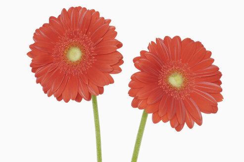 Gerbera flowers, close-up - RUEF00316