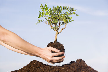 Person, die einen Pistazienbaum in den Boden pflanzt - RBF00147