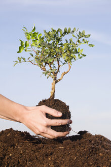 Person planting Pistachio tree in soil - RBF00146