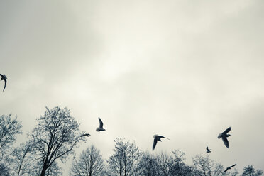 Germany, Hamburg, Seagulls in flight, low angle view - TLF00366