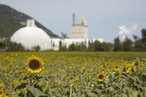 Frankreich, Sonnenblumenfeld, Fabrik im Hintergrund - TLF00360