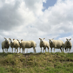 Niederlande, Schafherde auf einem Feld stehend - PMF00812