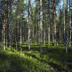 Finnland, Wald - PMF00808