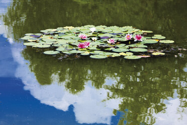 Germany, North Rhine-Westphalia, Freudenberg, Water lilies - 11956CS-U