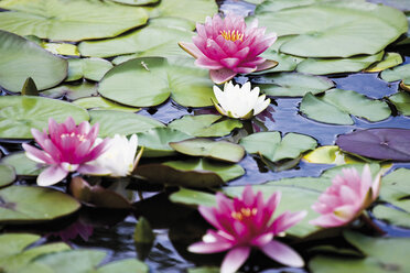 Germany, North Rhine-Westphalia, Freudenberg, Water lilies - 11955CS-U