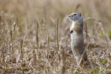 USA, Yellowstone Park, Uinita Erdhörnchen (Spermophilus armatus) - FOF01855