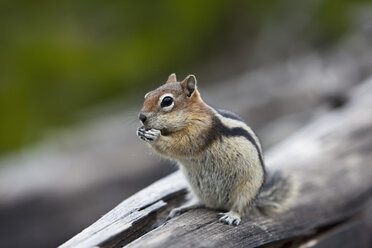 USA, Yellowstone Park, Streifenhörnchen (Tamias) auf Baumstamm - FOF01848