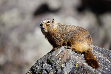 USA, Yellowstone Park, Murmeltier (Marmota monax), Nahaufnahme - FOF01843