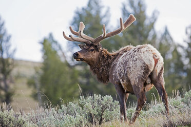 USA, Yellowstone Park, Elk ((Cervus canadensis) in landscape - FOF01840